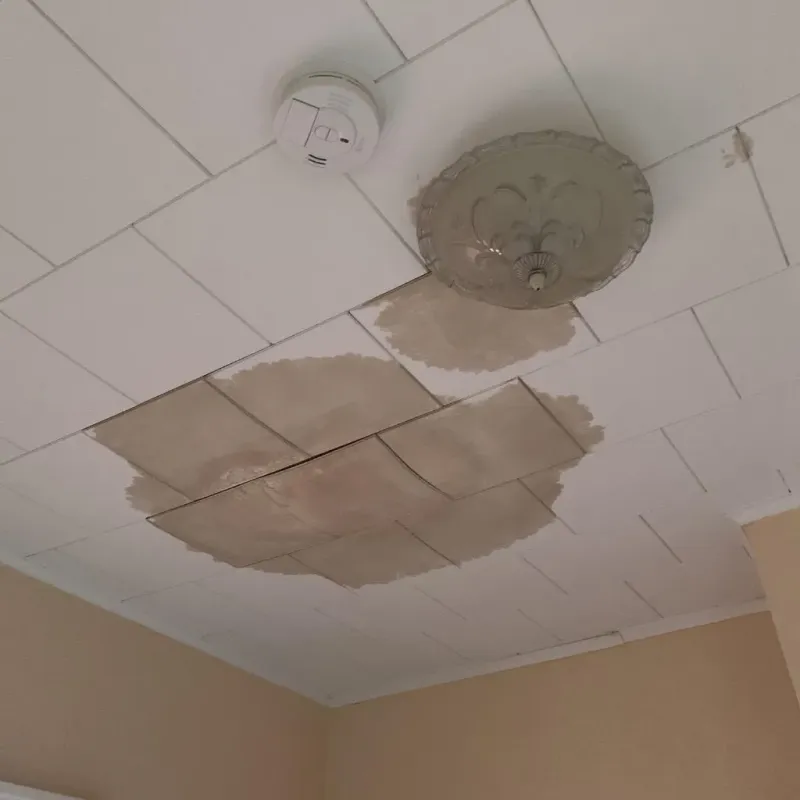 Ceiling Water Damage Repair in Elfers, FL