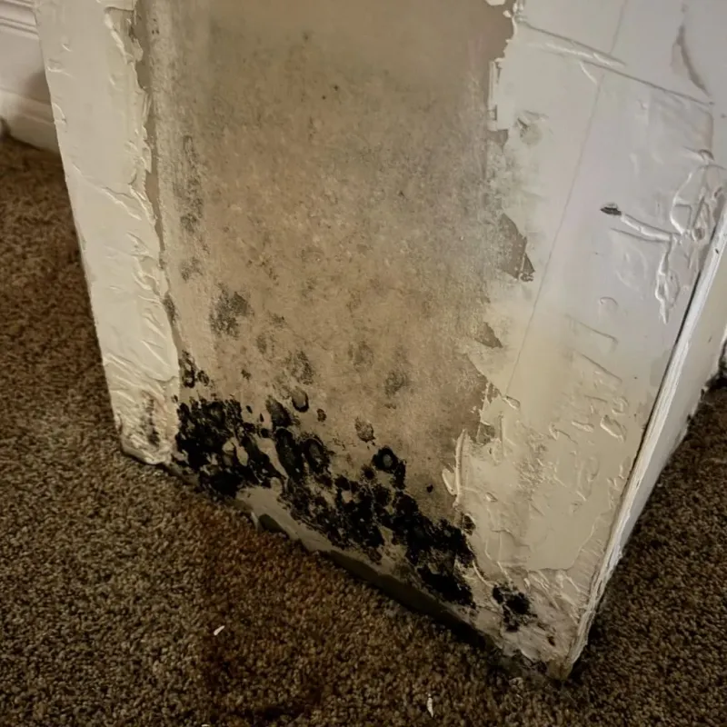 Professional Mold Removal in Elfers, FL